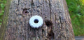Hp c5180 gear replacement 2 pieces